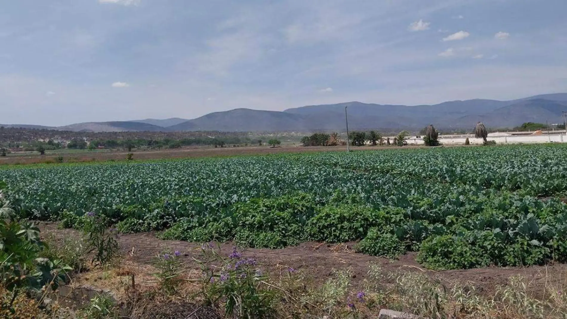 Los cultivos sólo recibirán dos riesgos de Valsequillo